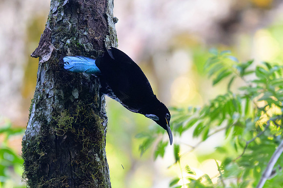 Paradise Riflebird