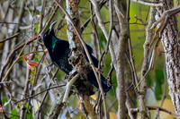 Paradise Riflebird
