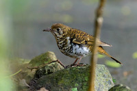 Russet-tailed Thrush