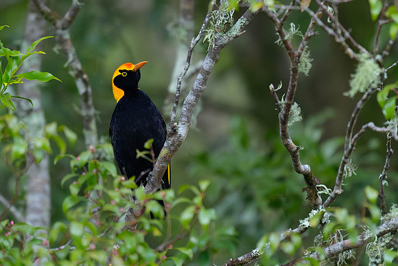 Regent Bowerbird