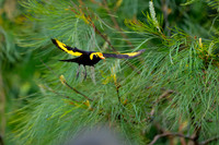 Regent Bowerbird
