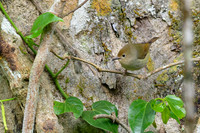 Large-billed Scrubwren