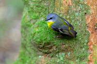 Eastern Yellow Robin