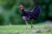 Australian Brush Turkey