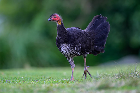 Australian Brush Turkey