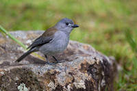 Grey Shrikethrush