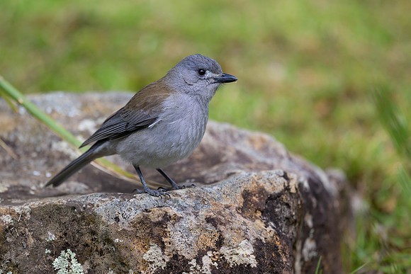 Grey Shrikethrush