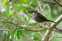 Lewins Honeyeater
