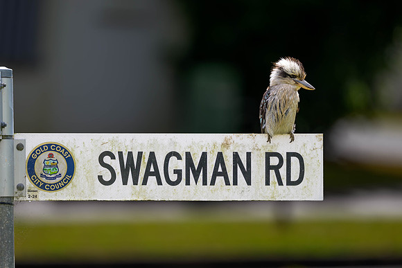 Laughing Kookaburra