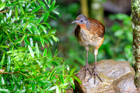 Albert's Lyrebird