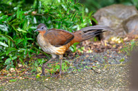 Albert's Lyrebird