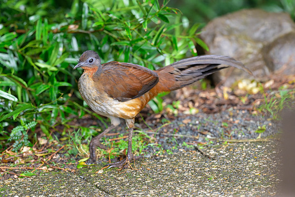 Albert's Lyrebird