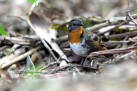 Australian Logrunner