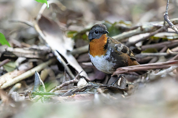 Australian Logrunner