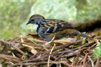 Australian Logrunner