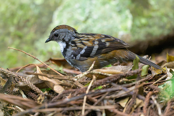 Australian Logrunner