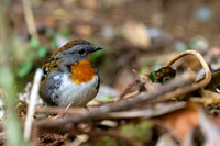 Australian Logrunner