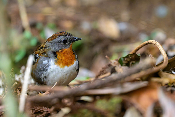 Australian Logrunner