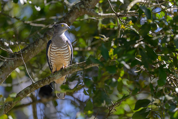 Pacific Baza