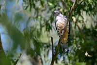 Pacific Baza