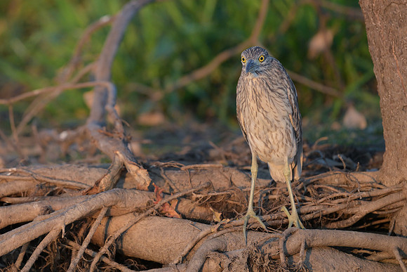 Nankeen Night Heron