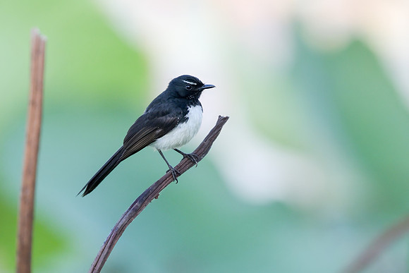 Willie Wagtail