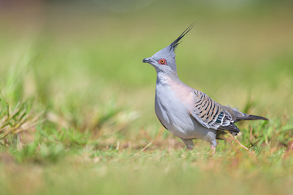 Crested Pigeon