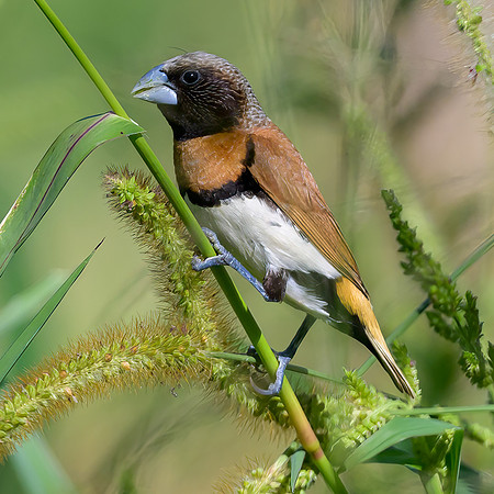 Chestnut-breasted Mannikin