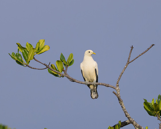Torresian Imperial-pigeon