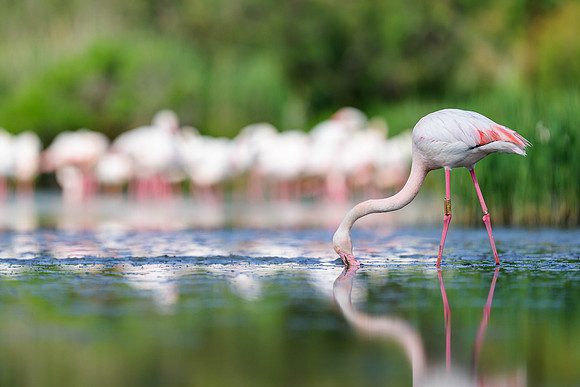 Greater Flamingo