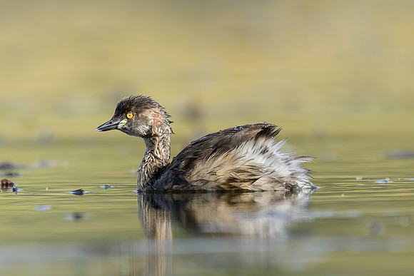Australasian Grebe