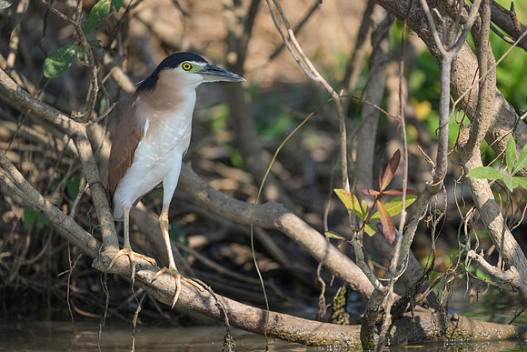 Nankeen Night Heron
