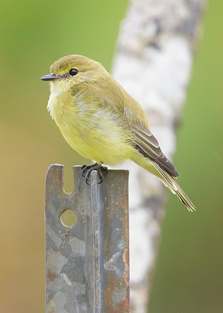 Lemon-bellied Flycatcher