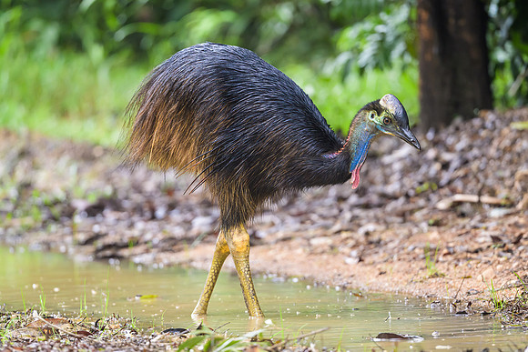 Southern Cassowary