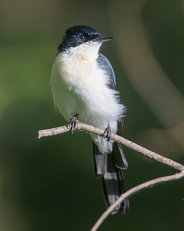 Restless Flycatcher
