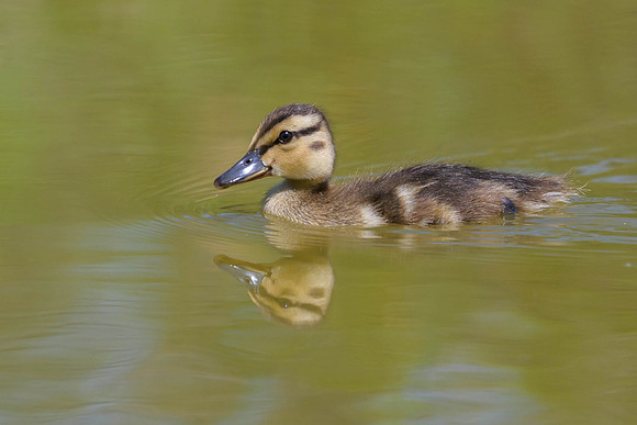 Mallard