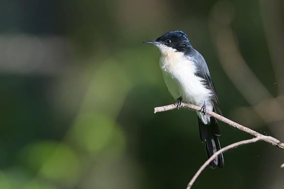 Restless Flycatcher