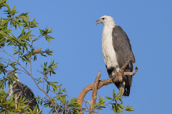 White-bellied Sea Eagle