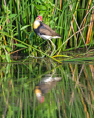 Comb-crested Jacana
