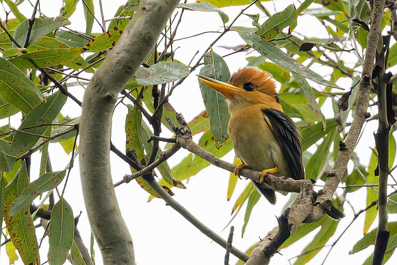 Yellow-billed Kingfisher
