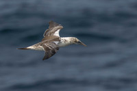 Australasian Gannet