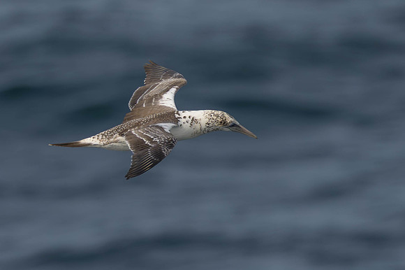 Australasian Gannet
