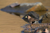 Masked Finch