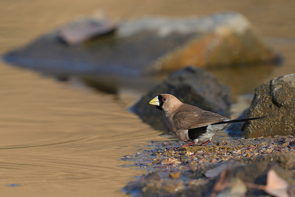 Masked Finch