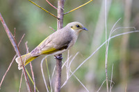 Fuscous Honeyeater