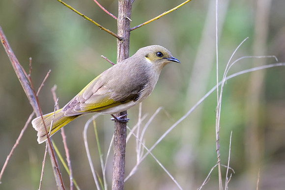 Fuscous Honeyeater
