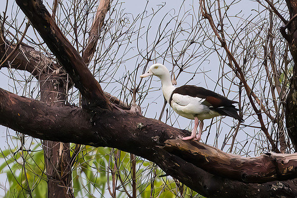 Radjah Shelduck