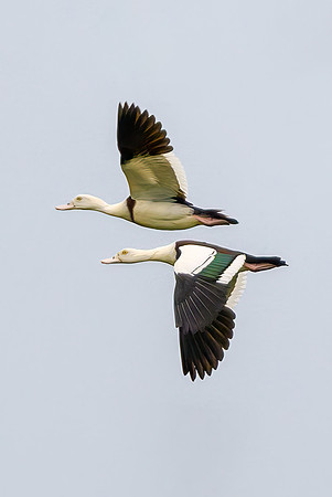 Radjah Shelduck