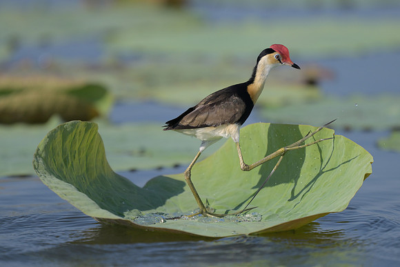 Comb-crested Jacana