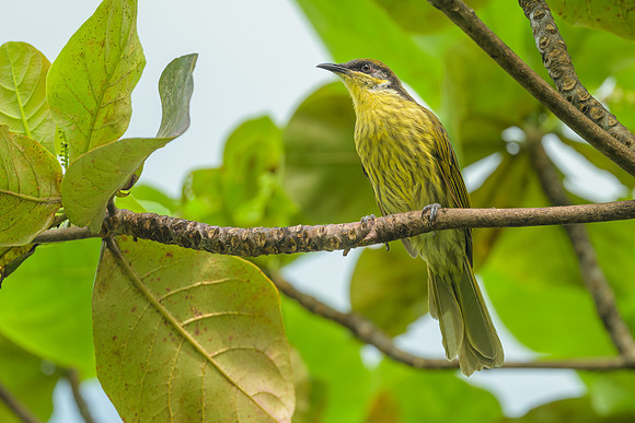 Varied Honeyeater